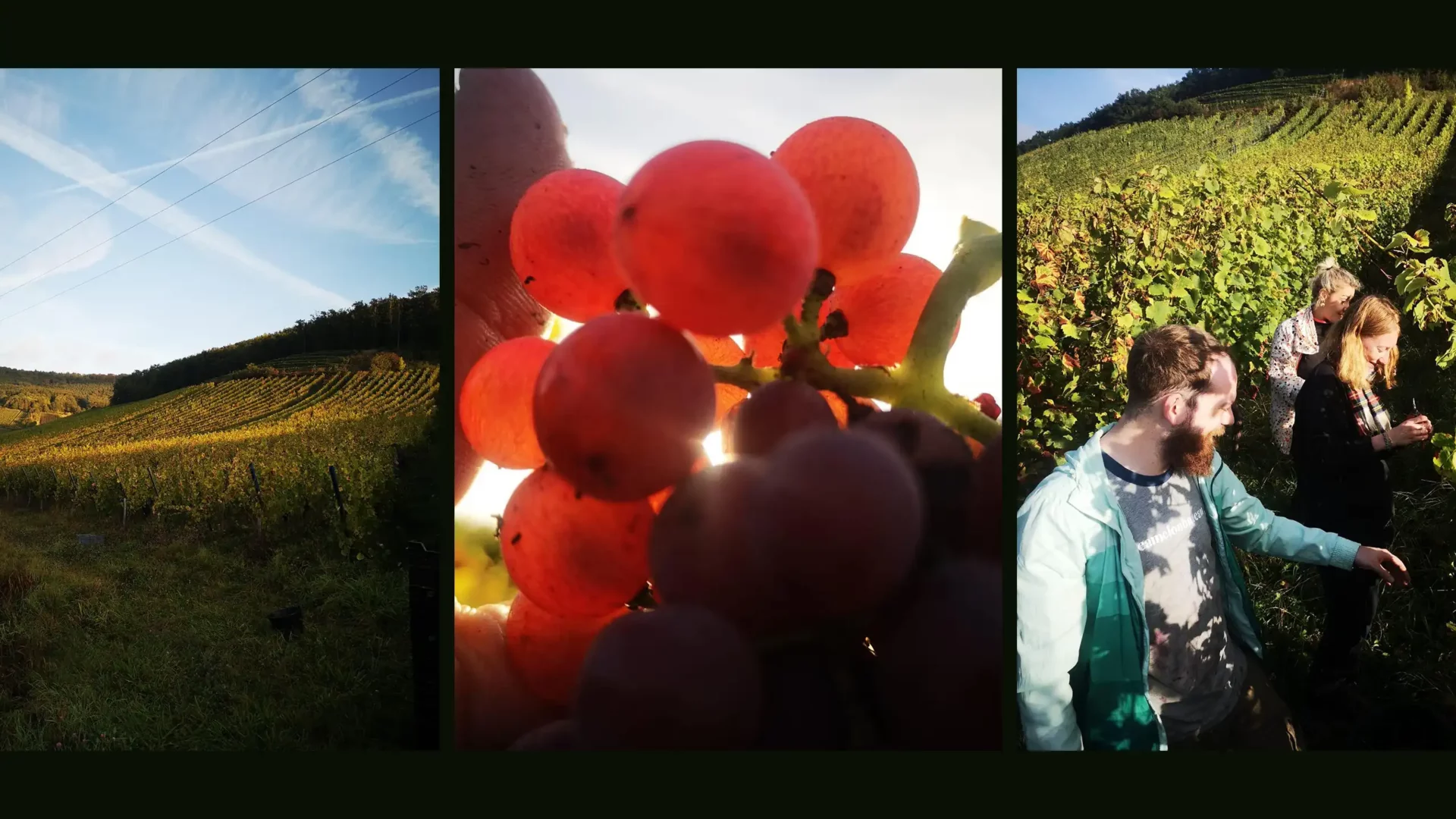 Three photos of the grapes being harvested for wine production
